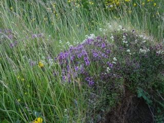 thyme and heath bedstraw