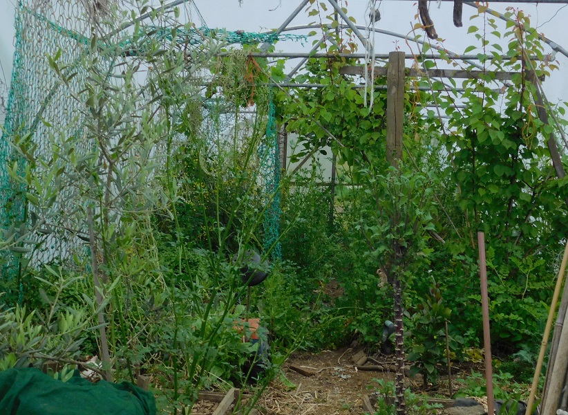 Polytunnel 19 May
