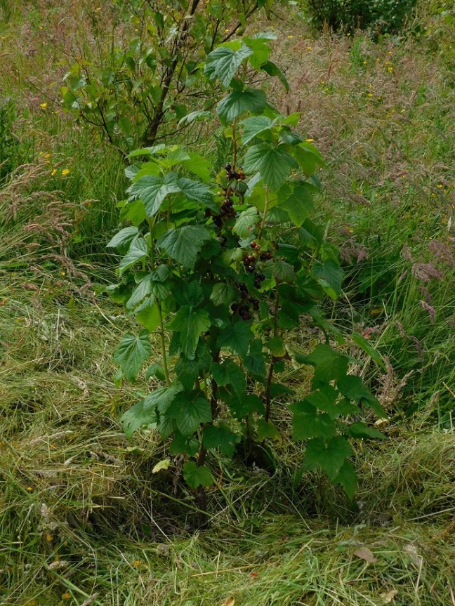blackcurrant in tree field