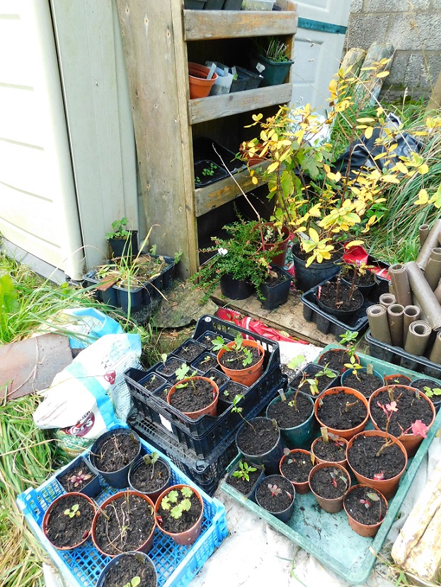 repotted pots