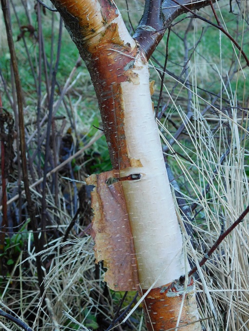 peeling birch